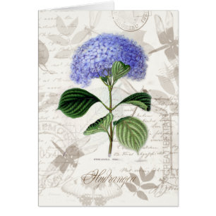 Vintager Hydrangea
