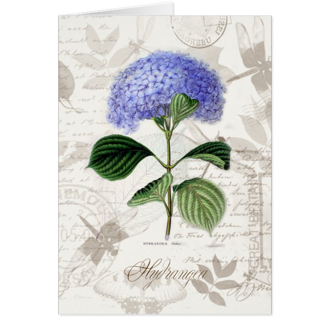 Vintager Hydrangea (Vorne)
