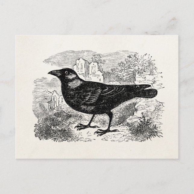 Vintager Jackdaw Crow Bird Personalisierte Vogelkr Postkarte (Vorderseite)