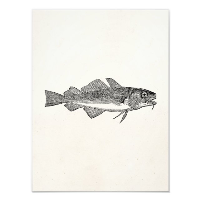 Vintager Kabeljaufisch - Muster für Aquakulturfisc Fotodruck (Vorne)