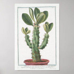 Vintager Kaktus-botanische Plakat-Kunst (8" X12") Poster