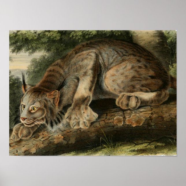 Vintager kanadischer Lynx Illustration Poster (Vorne)
