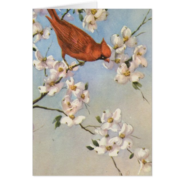 Vintager Kardinal (Vorne)