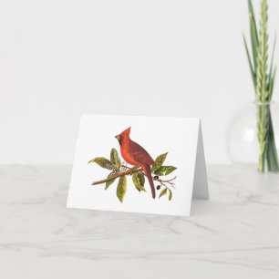 Vintager Kardinal Song Bird Illustration - 1800er Karte