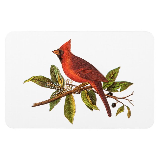 Vintager Kardinal Song Bird Illustration - 1800er Magnet (Horizontal)