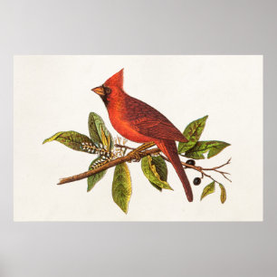 Vintager Kardinal Song Bird Illustration - 1800er Poster
