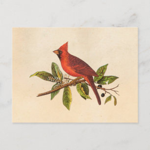 Vintager Kardinal Song Bird Illustration - 1800er Postkarte