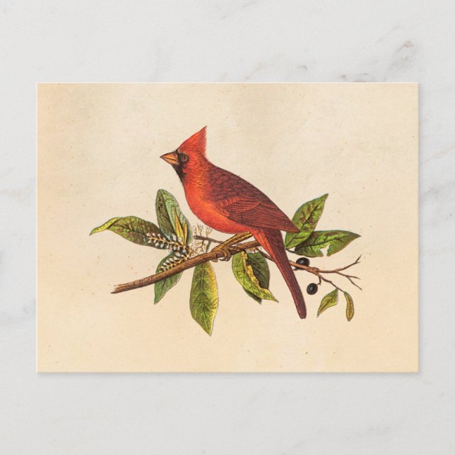 Vintager Kardinal Song Bird Illustration - 1800er Postkarte (Vorderseite)