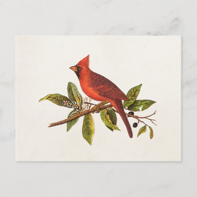Vintager Kardinal Song Bird Illustration - 1800er Postkarte (Vorderseite)