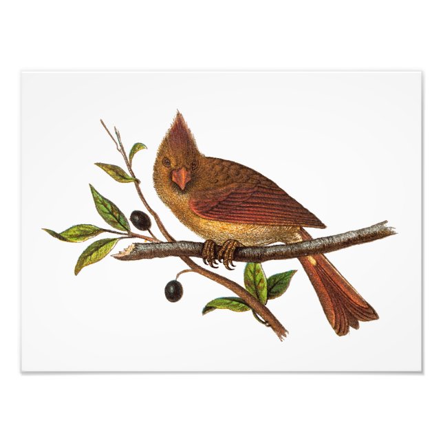 Vintager Kardinal Song Bird Illustration - Weiblic Fotodruck (Vorne)
