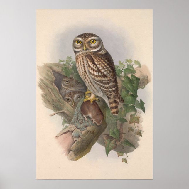 Vintager Kleiner Vogelgeflügel GC Poster (Vorne)