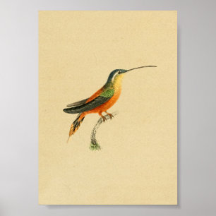 Vintager Kolibri-Druck-orange Gelb 1830 Poster