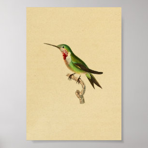 Vintager Kolibri-Druck-Rubin 1830 Throated Poster