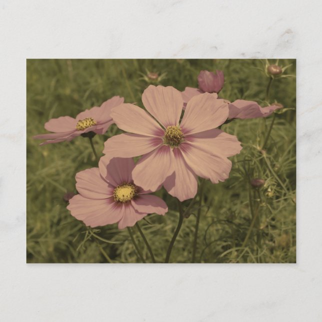 Vintager Kosmos-Blume in verblasstem Rosa Postkarte (Vorderseite)