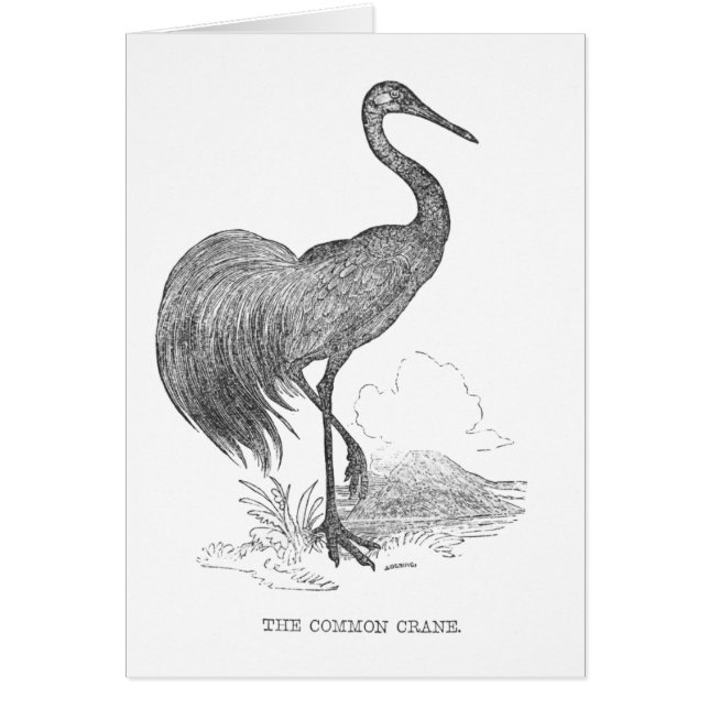 Vintager Krane-Bird-Pen und -Tinte Zeichnend (Vorne)