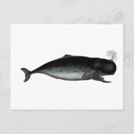 Vintager Laughing Whale Postkarte