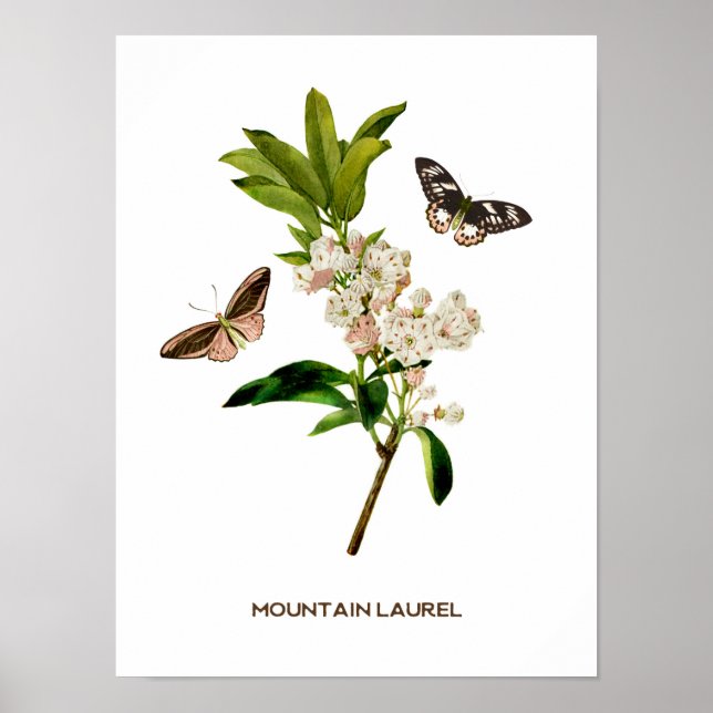 Vintager Laurel Botanical Poster (Vorne)