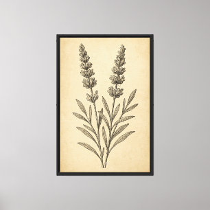 Vintager Lavendel botanische Gravur Leinwanddruck