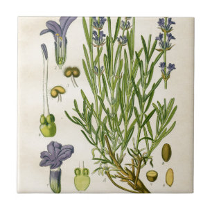 Vintager Lavendel-botanischer Druck Fliese
