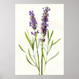 Vintager Lavendel Poster