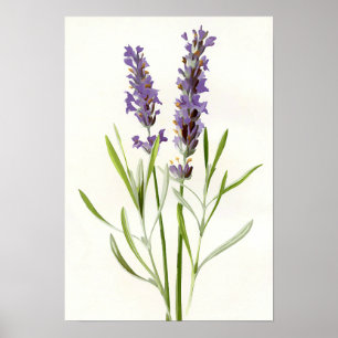 Vintager Lavendel Poster