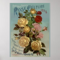 Vintager Leitfaden 1894 zur Kultur der Rose