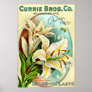 Vintager Lilium-Pflanze-Katalog Poster