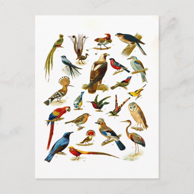 Vintager Lithograph vieler Vogelarten Postkarte (Vorderseite)