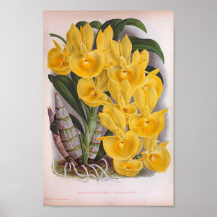 Vintager Lush Yellow Orchio Catasetum Bungerothi Poster