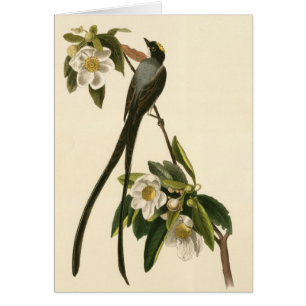 Vintager Magnolien-Blumenvogelflycatcher-leere