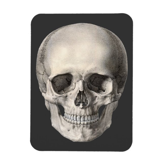 Vintager menschlicher Anatomie Schädel, Halloween- Magnet (Vertikal)