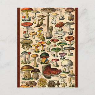 Vintager Mushroom-Guide Postkarte