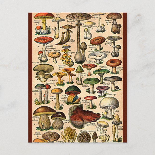 Vintager Mushroom-Guide Postkarte (Vorderseite)
