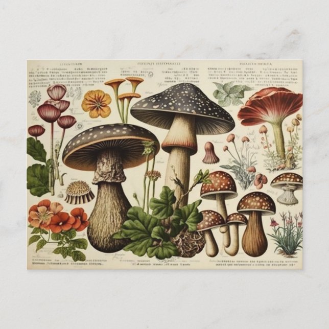 Vintager Mushroom-Kernausschnitt Postkarte (Vorderseite)