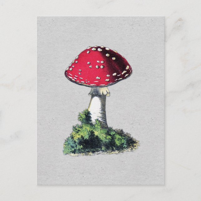 Vintager Mushroom Postkarte (Vorderseite)