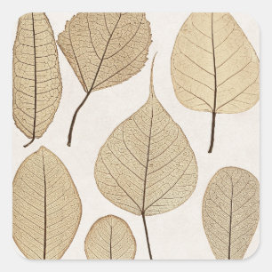 Vintager naturalistischer botanischer Zeichn   Blä Quadratischer Aufkleber