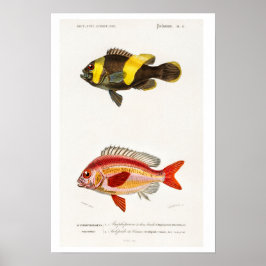 VINTAGER NATURGESCHICHTE DER FISCHEREI POSTER