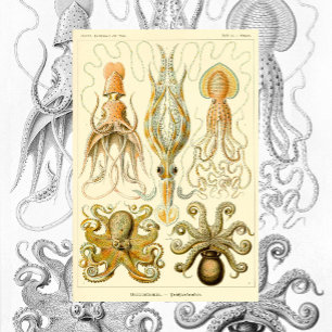 Vintager Octopus-Tintenfisch Gamochonia von Ernst  Poster