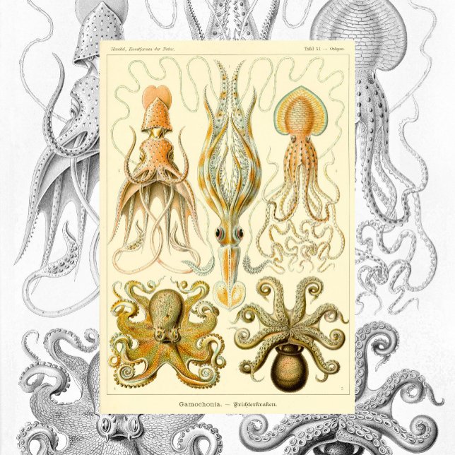 Vintager Octopus-Tintenfisch Gamochonia von Ernst  Poster (Von Creator hochgeladen)