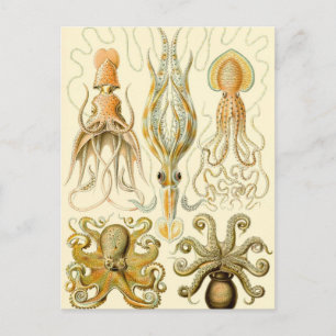 Vintager Octopus-Tintenfisch Gamochonia von Ernst Postkarte