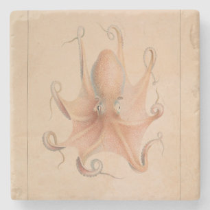 Vintager Oktopus 1851 Eledon Aldrovandi Steinuntersetzer