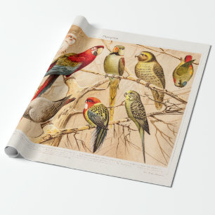 Vintager PapageiCockatoo Conure ParakeetCockatiel Geschenkpapier
