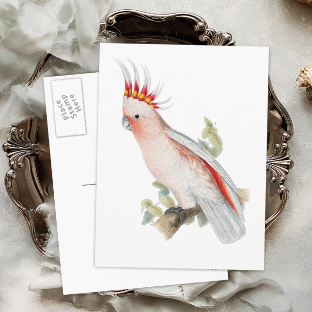 Vintager Papageienvogel Postkarte (Von Creator hochgeladen)