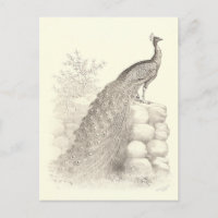 Vintager Pen und Tinte Zeichnend Pfau