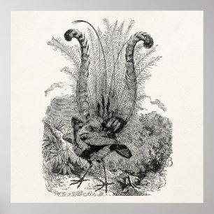 Vintager Personalisierter Vogel - Retro Lyrebird B Poster