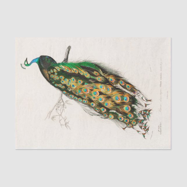 Vintager Pfau der Pfauenpfauen Seidenpapier (Vorderseite)