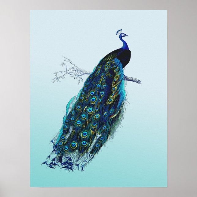 Vintager Pfau Poster (Vorne)