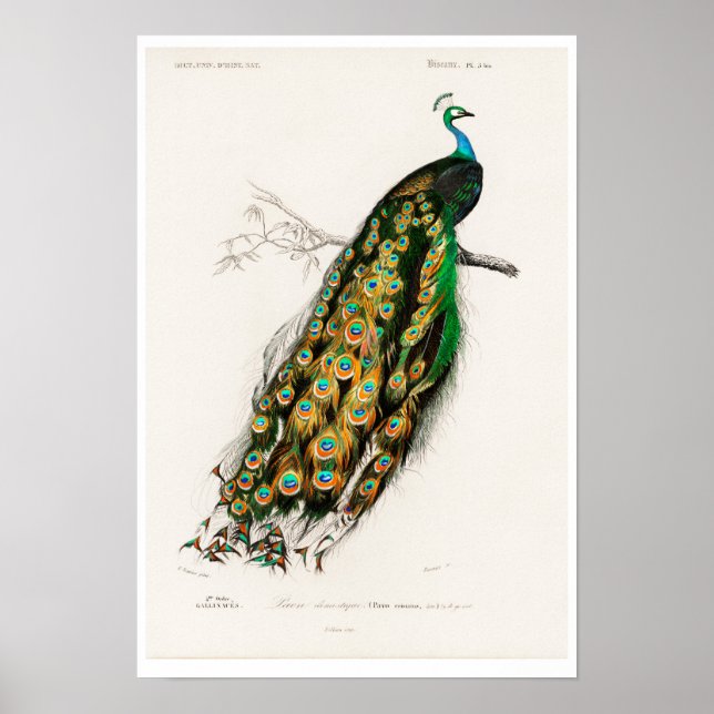VINTAGER PFAU POSTER (Vorne)