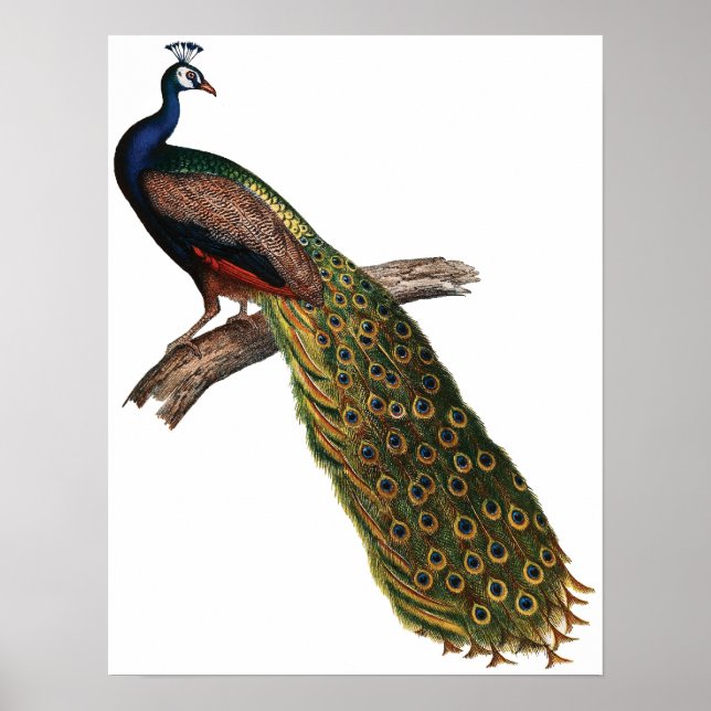 Vintager Pfau Poster (Vorne)