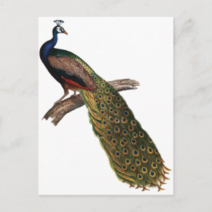 Vintager Pfau Postkarte